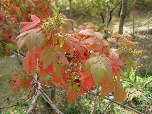붉나무 씨앗 1kg  Rhus javanica